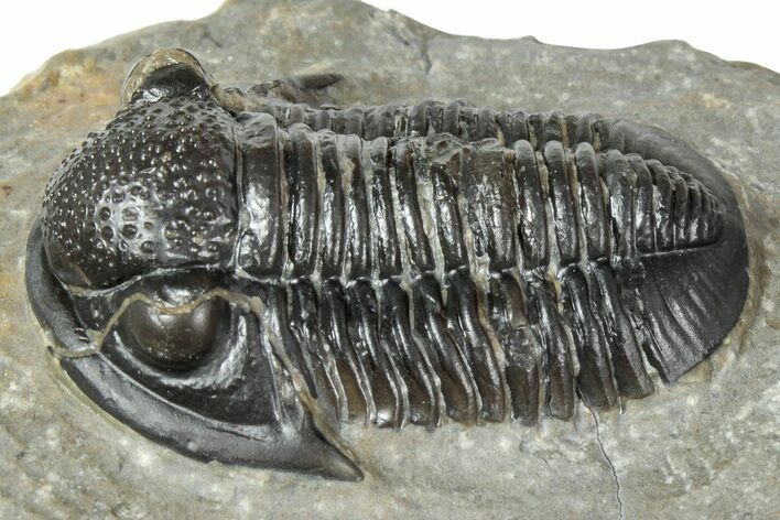Detailed Gerastos Trilobite Fossil - Morocco #243767